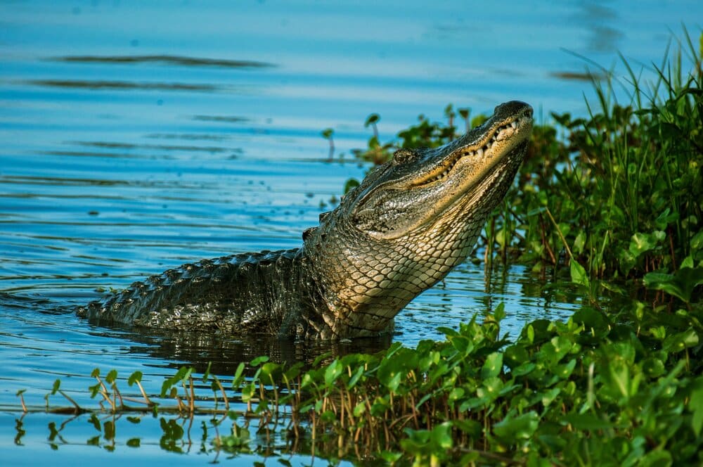 Alligator in swamp in Florida