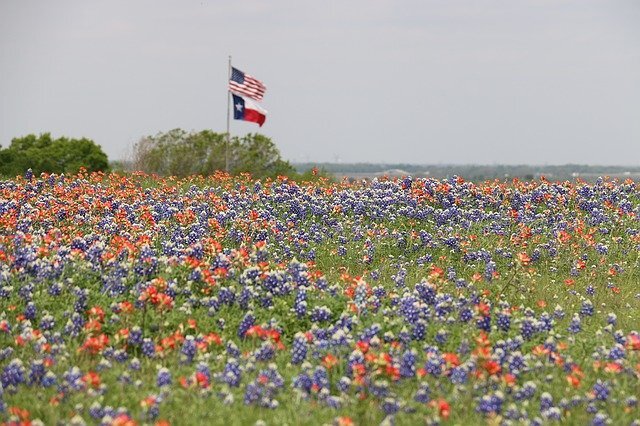 US and Texas flag in a flower field